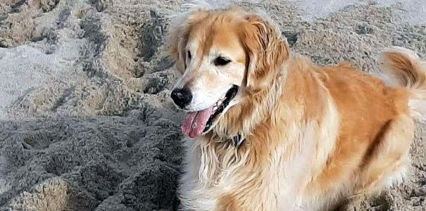 Missing since June 6, Troopers rescue Golden Retriever ‘Chunk’ found swimming in Barnegat Bay