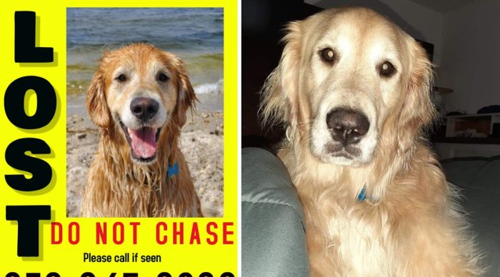 Ace News Today - Missing since June 6, Troopers rescue Golden Retriever ‘Chunk’ found swimming in Barnegat Bay