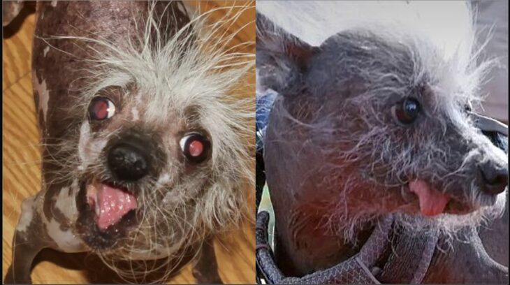 Winners of the 2023 World’s Ugliest Dog Contest