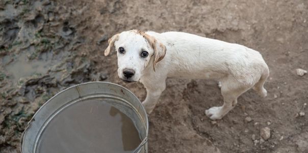 Texas: ASPCA helps rescue 150 dogs and cows suffering from abusive conditions