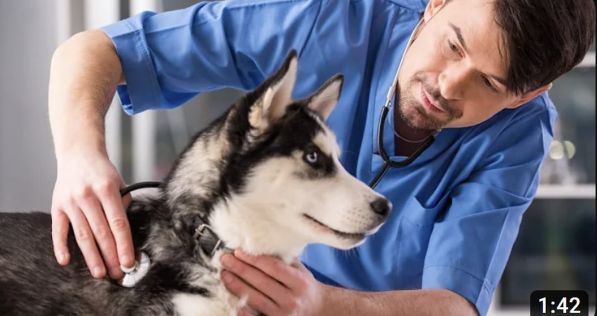 U.S. States where veterinarians are in most demand