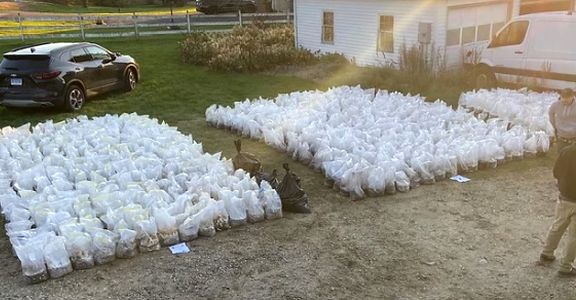 Major psychedelic mushroom growing operation bust goes down in rural Connecticut