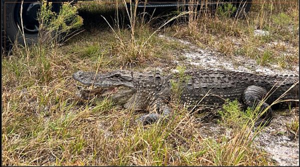 Wildlife experts snag Florida gator strolling down public trail in Brooker Creek Preserve