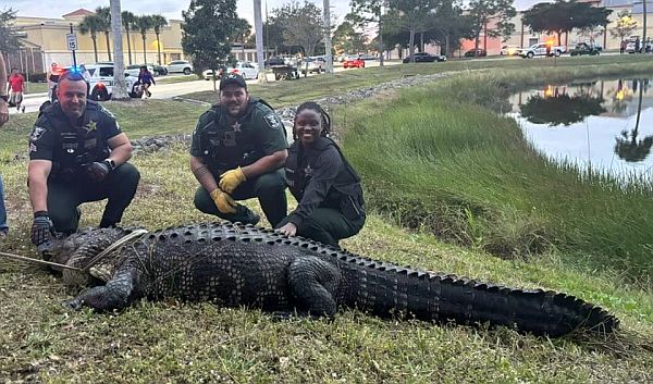 Massive gator (12’, 600 lbs.) wrangled outside Florida’s Coconut Point Mall
