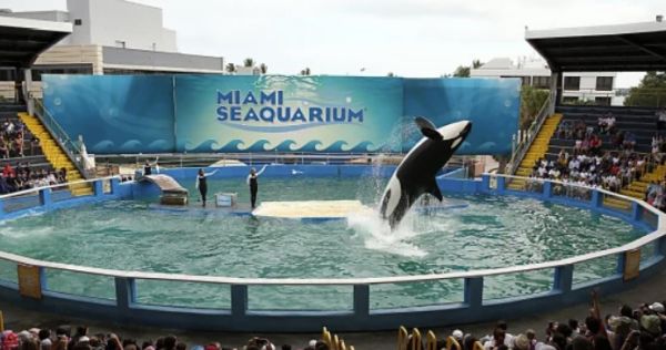 After almost 70 years at the same location, the Miami Seaquarium gets eviction notice