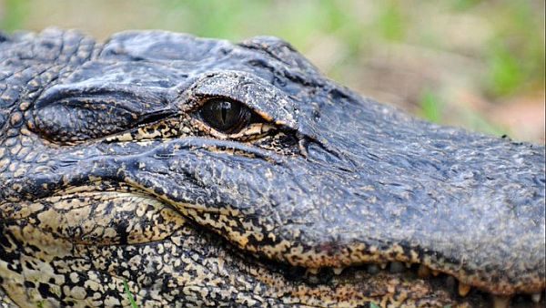 Apply now for Florida’s 2024 ‘Alligator Super Hunt’ season