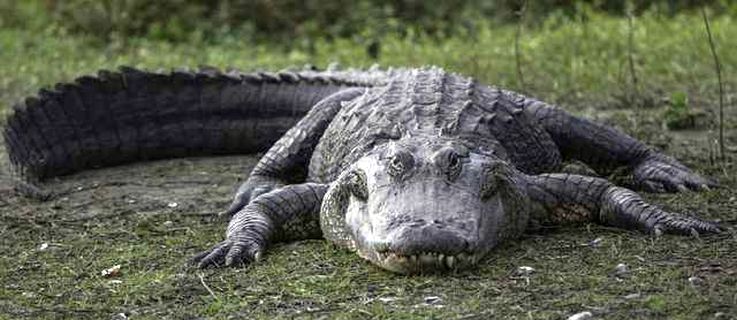 Ace News Today - Apply now for Florida’s 2024 ‘Alligator Super Hunt’ season