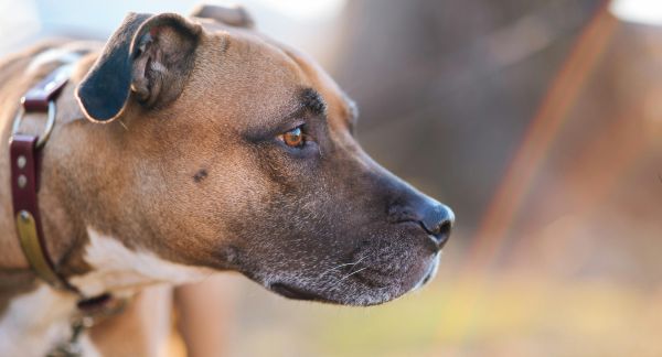 14 individuals involved in large scale dog fighting enterprise sentenced