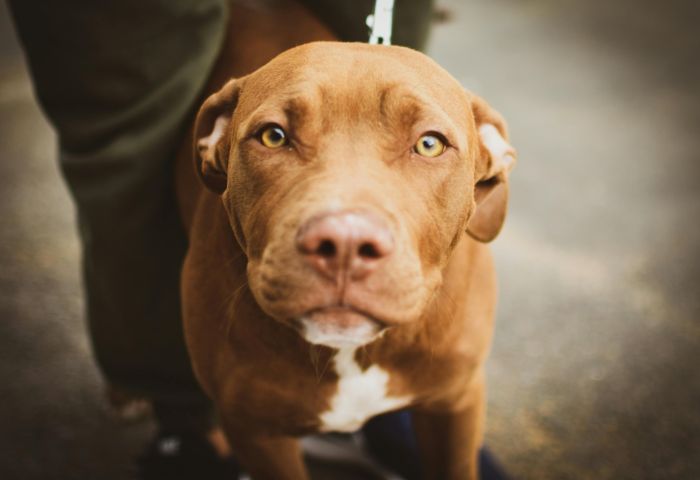 Ace News Today: 14 individuals involved in large scale dog fighting enterprise sentenced. Image credit, pexels.com
