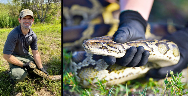 2025 Florida Python Challenge now underway