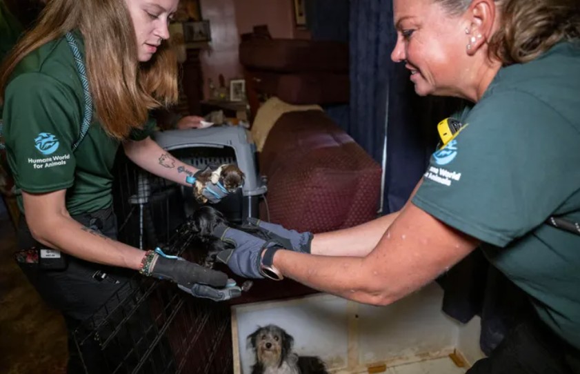 Ace News Today: Harford County: 111 severely neglected dogs and pups rescued from deplorable puppy mill. Caption: Humane World for Animals assists the Harford County Sheriff’s Office with the rescue of dozens of dogs from an alleged neglect situation at a breeder’s residence, Wednesday, Aug. 27, 2025 in Havre de Grace, Md. (Meredith Lee/Humane World for Animals)