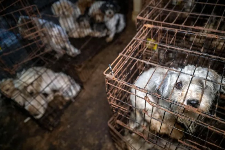 Ace News Today: Harford County: 111 severely neglected dogs and pups rescued from deplorable puppy mill. Caption: Humane World for Animals assists the Harford County Sheriff’s Office with the rescue of dozens of dogs from an alleged neglect situation at a breeder’s residence, Wednesday, Aug. 27, 2025 in Havre de Grace, Md. (Meredith Lee/Humane World for Animals)