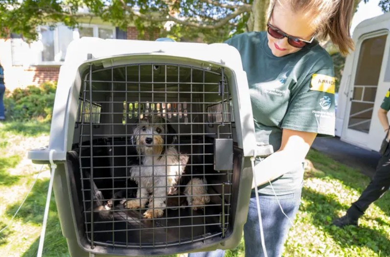 Ace News Today: Harford County: 111 severely neglected dogs and pups rescued from deplorable puppy mill. Caption: Humane World for Animals assists the Harford County Sheriff’s Office with the rescue of dozens of dogs from an alleged neglect situation at a breeder’s residence, Wednesday, Aug. 27, 2025 in Havre de Grace, Md. (Meredith Lee/Humane World for Animals)
