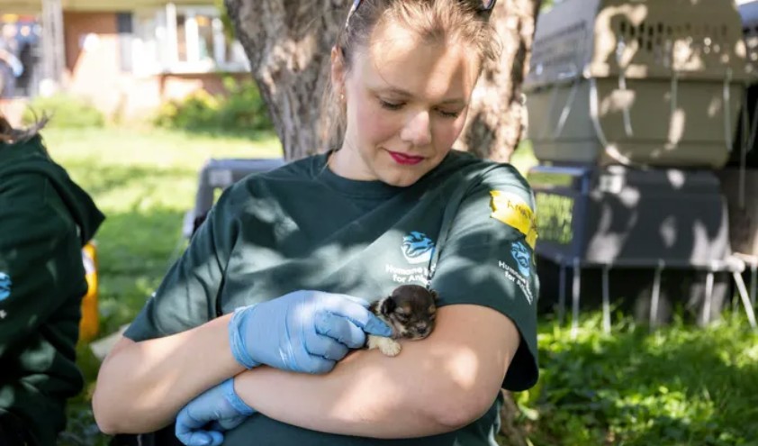 Ace News Today: Harford County: 111 severely neglected dogs and pups rescued from deplorable puppy mill. Caption: Humane World for Animals assists the Harford County Sheriff’s Office with the rescue of dozens of dogs from an alleged neglect situation at a breeder’s residence, Wednesday, Aug. 27, 2025 in Havre de Grace, Md. (Meredith Lee/Humane World for Animals)