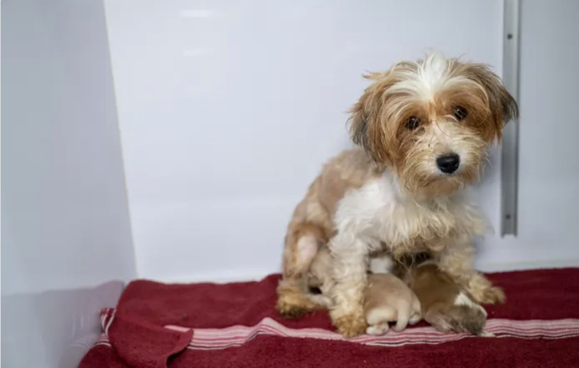 Ace News Today: Harford County: 111 severely neglected dogs and pups rescued from deplorable puppy mill. Caption: Humane World for Animals assists the Harford County Sheriff’s Office with the rescue of dozens of dogs from an alleged neglect situation at a breeder’s residence, Wednesday, Aug. 27, 2025 in Havre de Grace, Md. (Meredith Lee/Humane World for Animals)
