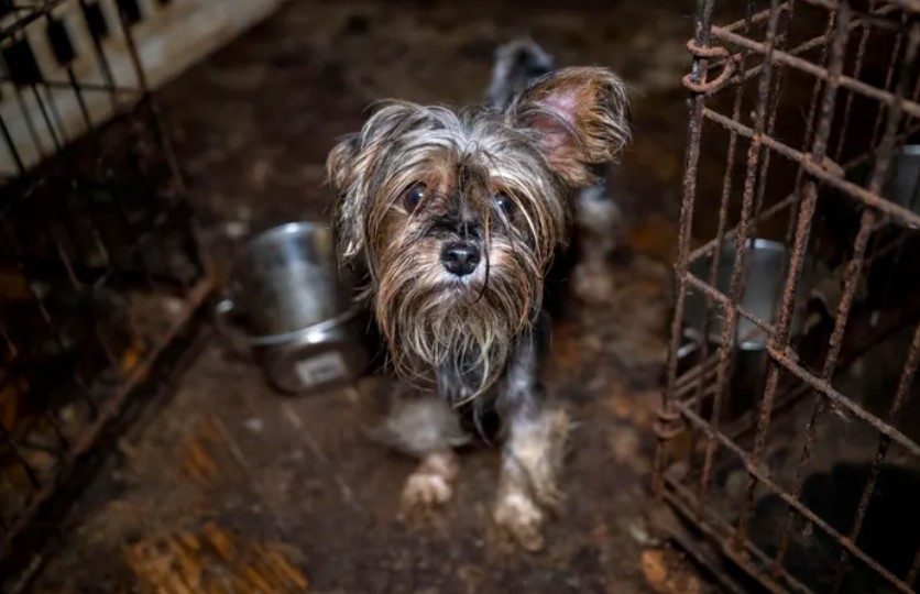 Ace News Today: Harford County: 111 severely neglected dogs and pups rescued from deplorable puppy mill. Caption: Humane World for Animals assists the Harford County Sheriff’s Office with the rescue of dozens of dogs from an alleged neglect situation at a breeder’s residence, Wednesday, Aug. 27, 2025 in Havre de Grace, Md. (Meredith Lee/Humane World for Animals)