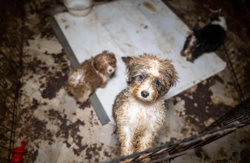 Ace News Today: Harford County: 111 severely neglected dogs and pups rescued from deplorable puppy mill. Caption: Humane World for Animals assists the Harford County Sheriff’s Office with the rescue of dozens of dogs from an alleged neglect situation at a breeder’s residence, Wednesday, Aug. 27, 2025 in Havre de Grace, Md. (Meredith Lee/Humane World for Animals)