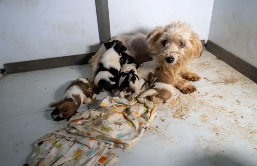 Ace News Today: Harford County: 111 severely neglected dogs and pups rescued from deplorable puppy mill. Caption: Humane World for Animals assists the Harford County Sheriff’s Office with the rescue of dozens of dogs from an alleged neglect situation at a breeder’s residence, Wednesday, Aug. 27, 2025 in Havre de Grace, Md. (Meredith Lee/Humane World for Animals)