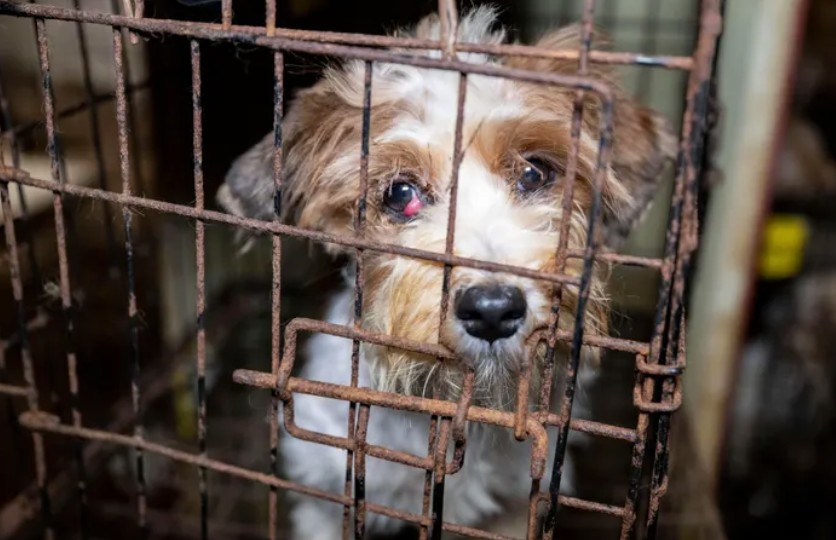 Ace News Today: Harford County: 111 severely neglected dogs and pups rescued from deplorable puppy mill. Caption: Humane World for Animals assists the Harford County Sheriff’s Office with the rescue of dozens of dogs from an alleged neglect situation at a breeder’s residence, Wednesday, Aug. 27, 2025 in Havre de Grace, Md. (Meredith Lee/Humane World for Animals)
