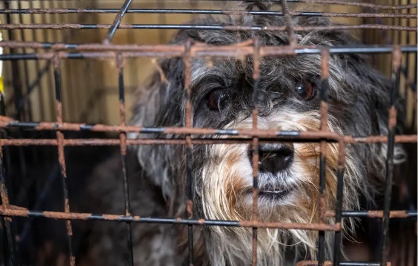 Ace News Today: Harford County: 111 severely neglected dogs and pups rescued from deplorable puppy mill. Caption: Humane World for Animals assists the Harford County Sheriff’s Office with the rescue of dozens of dogs from an alleged neglect situation at a breeder’s residence, Wednesday, Aug. 27, 2025 in Havre de Grace, Md. (Meredith Lee/Humane World for Animals)