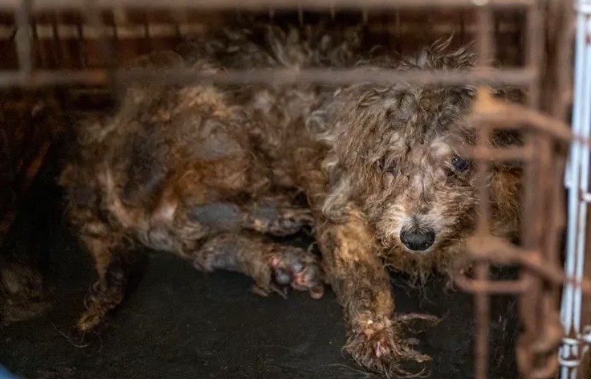 Ace News Today: Harford County: 111 severely neglected dogs and pups rescued from deplorable puppy mill. Caption: Humane World for Animals assists the Harford County Sheriff’s Office with the rescue of dozens of dogs from an alleged neglect situation at a breeder’s residence, Wednesday, Aug. 27, 2025 in Havre de Grace, Md. (Meredith Lee/Humane World for Animals)