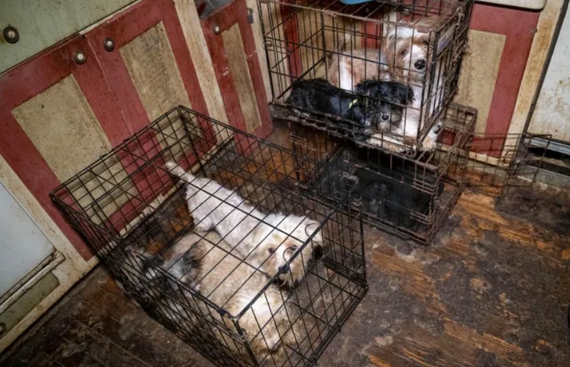 Ace News Today: Harford County: 111 severely neglected dogs and pups rescued from deplorable puppy mill. Caption: Humane World for Animals assists the Harford County Sheriff’s Office with the rescue of dozens of dogs from an alleged neglect situation at a breeder’s residence, Wednesday, Aug. 27, 2025 in Havre de Grace, Md. (Meredith Lee/Humane World for Animals)