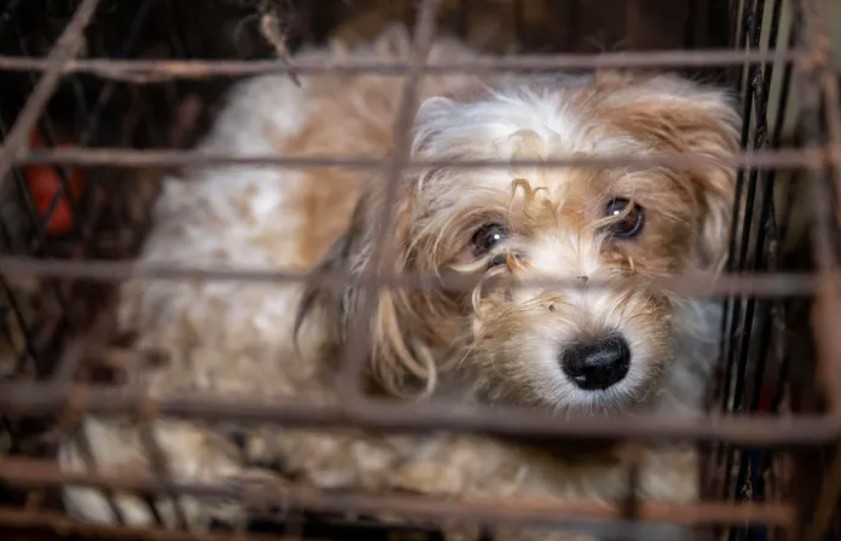 Ace News Today: Harford County: 111 severely neglected dogs and pups rescued from deplorable puppy mill. Caption: Humane World for Animals assists the Harford County Sheriff’s Office with the rescue of dozens of dogs from an alleged neglect situation at a breeder’s residence, Wednesday, Aug. 27, 2025 in Havre de Grace, Md. (Meredith Lee/Humane World for Animals)