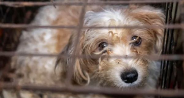 Harford County: 111 severely neglected dogs and pups rescued from deplorable puppy mill
