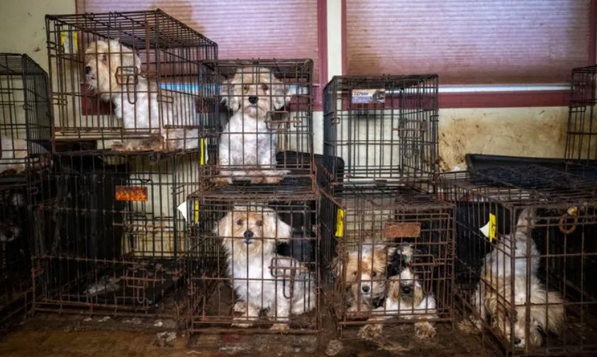 Ace News Today: Harford County: 111 severely neglected dogs and pups rescued from deplorable puppy mill. Caption: Humane World for Animals assists the Harford County Sheriff’s Office with the rescue of dozens of dogs from an alleged neglect situation at a breeder’s residence, Wednesday, Aug. 27, 2025 in Havre de Grace, Md. (Meredith Lee/Humane World for Animals)