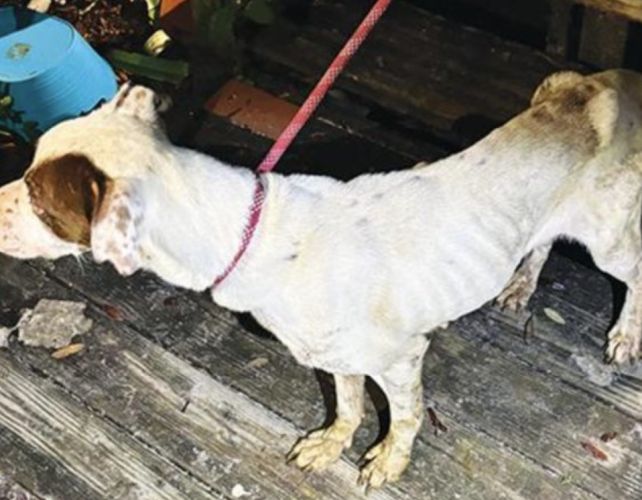 Ace News Today: Vacationing mom leaves son and 7 dogs alone at home in vile conditions with no food or running water
