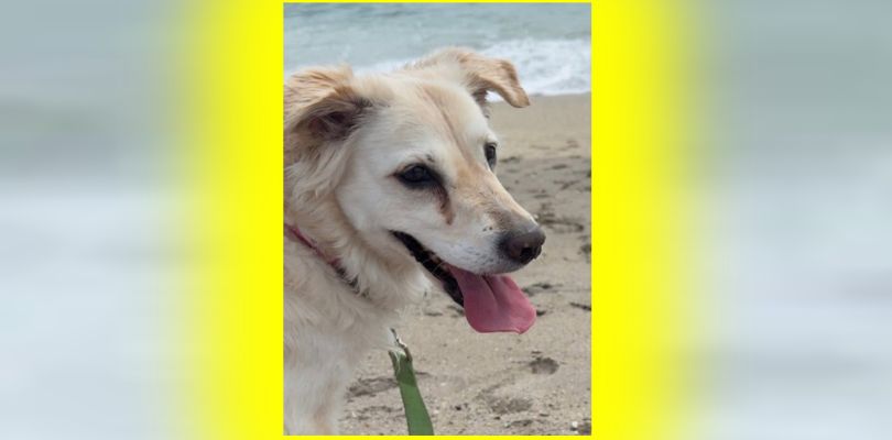 Ace News Today: Stuart man gets 5-years in prison for vicious beating of 9-year-old Golden Retriever ‘Stella’. Image credit: MCSO