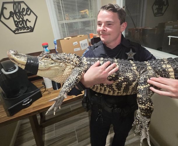 Ace News Today: Cold-blooded rescue: Alligator found abandoned in Harford County parking lot. Image credit: HCSO