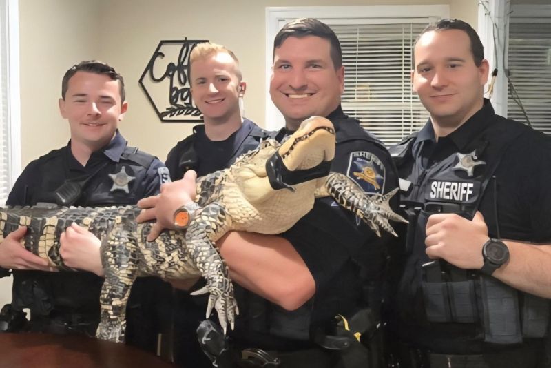 Ace News Today: Cold-blooded rescue: Alligator found abandoned in Harford County parking lot. Image credit: HCSO