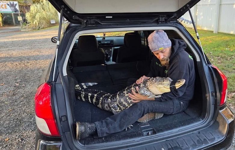Ace News Today: Cold-blooded rescue: Alligator found abandoned in Harford County parking lot. Image credit: Global Pets / Facebook