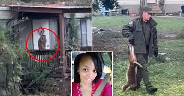 Ace News Today: Mississippi Mama of five shoots and kills escaped research monkey following truck crash.  Image credit: X