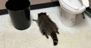 Raccoon breaks into Ashland liquor store, ransacks shelves, found passed out drunk in bathroom