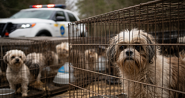 Three arrested on animal cruelty charges after dozens of dogs found dumped, abandoned across Sussex County