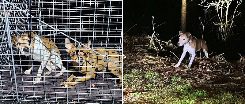 Ace News TOday: Three arrested on animal cruelty charges after dozens of dogs found dumped, abandoned across Sussex County