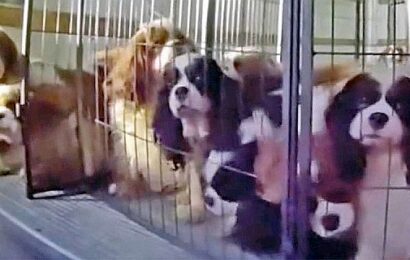 33 Cavalier King Charles Spaniels rescued after police discover dogs trapped in unventilated U-Haul
