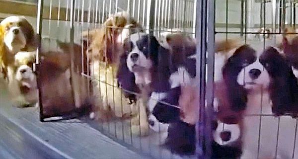33 Cavalier King Charles Spaniels rescued after police discover dogs trapped in unventilated U-Haul