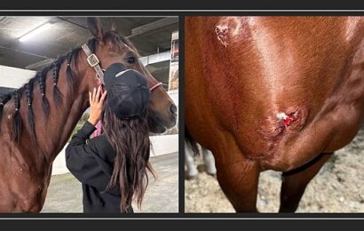 Teen barrel racing competitor accused of stabbing three horses at Las Vegas event