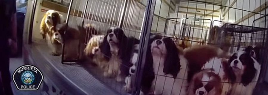 Ace News Today: 33 Cavalier King Charles Spaniels rescued after police discover dogs trapped in unventilated U-Haul. Image credit: X