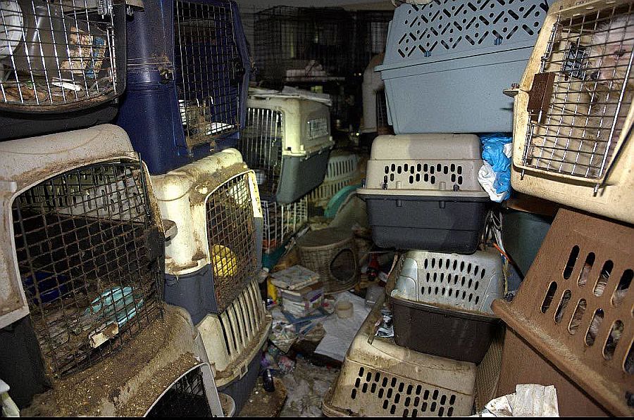 Ace News Today: 92 cats and dogs rescued from Stuart home in largest animal hoarding case Martin County Sheriff has ever seen. Image credit: MCSO
