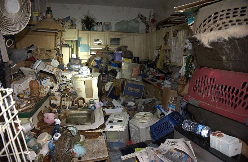 Ace News Today: 92 cats and dogs rescued from Stuart home in largest animal hoarding case Martin County Sheriff has ever seen. Image credit: MCSO