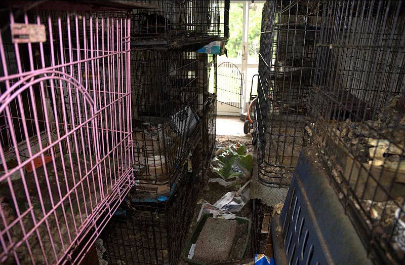 Ace News Today: 92 cats and dogs rescued from Stuart home in largest animal hoarding case Martin County Sheriff has ever seen. Image credit: MCSO