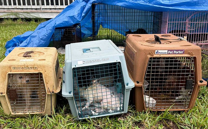 Ace News Today: 92 cats and dogs rescued from Stuart home in largest animal hoarding case Martin County Sheriff has ever seen. Image credit: MCSO