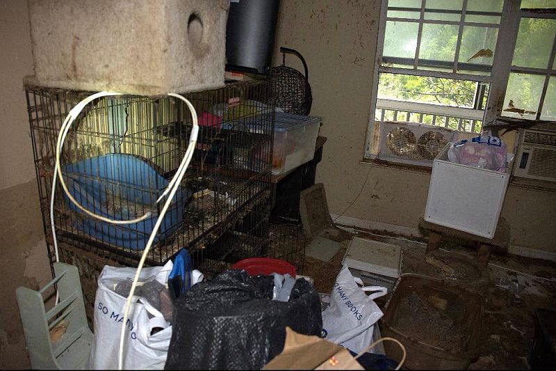 Ace News Today: 92 cats and dogs rescued from Stuart home in largest animal hoarding case Martin County Sheriff has ever seen. Image credit: MCSO