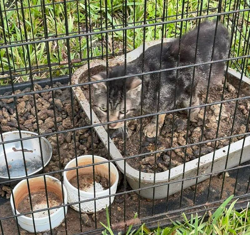 Ace News Today: 92 cats and dogs rescued from Stuart home in largest animal hoarding case Martin County Sheriff has ever seen. Image credit: MCSO